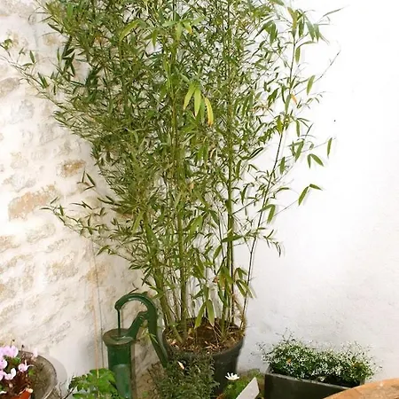 Mamaisondouce * Saint-Clément-des-Baleines