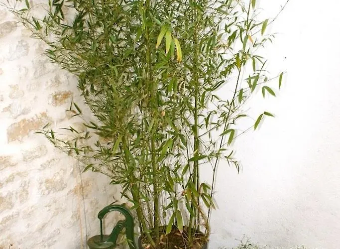 Mamaisondouce * Saint-Clement-des-Baleines